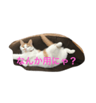 みたらしにゃ。（個別スタンプ：3）