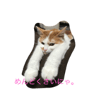 みたらしにゃ。（個別スタンプ：4）