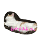 みたらしにゃ。（個別スタンプ：5）