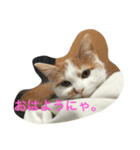みたらしにゃ。（個別スタンプ：6）