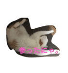 みたらしにゃ。（個別スタンプ：7）