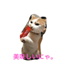 みたらしにゃ。（個別スタンプ：8）