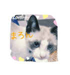 猫（個別スタンプ：1）