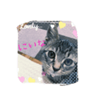 猫（個別スタンプ：2）