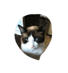 猫（個別スタンプ：3）