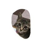 猫（個別スタンプ：4）