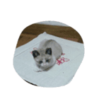 猫（個別スタンプ：5）