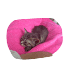 猫（個別スタンプ：6）