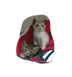 猫（個別スタンプ：8）