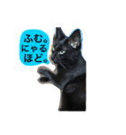 黒猫のシグマ（個別スタンプ：2）