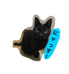 黒猫のシグマ（個別スタンプ：3）