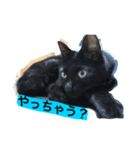 黒猫のシグマ（個別スタンプ：4）