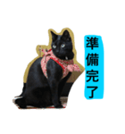 黒猫のシグマ（個別スタンプ：5）
