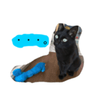 黒猫のシグマ（個別スタンプ：6）