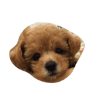 POPOchan.（個別スタンプ：1）