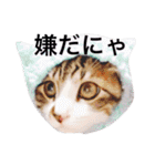 愉快なにゃんこぷー＆てぃむ（個別スタンプ：1）