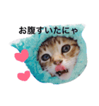 愉快なにゃんこぷー＆てぃむ（個別スタンプ：2）