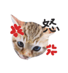 愉快なにゃんこぷー＆てぃむ（個別スタンプ：4）