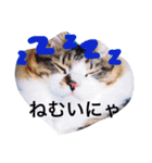 愉快なにゃんこぷー＆てぃむ（個別スタンプ：5）