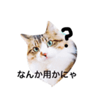 愉快なにゃんこぷー＆てぃむ（個別スタンプ：6）