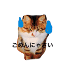 愉快なにゃんこぷー＆てぃむ（個別スタンプ：8）