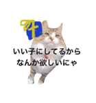 愉快なにゃんこぷー＆てぃむ（個別スタンプ：9）