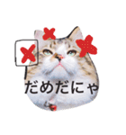 愉快なにゃんこぷー＆てぃむ（個別スタンプ：12）