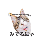 愉快なにゃんこぷー＆てぃむ（個別スタンプ：13）