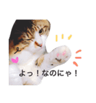 愉快なにゃんこぷー＆てぃむ（個別スタンプ：17）