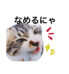 愉快なにゃんこぷー＆てぃむ（個別スタンプ：19）