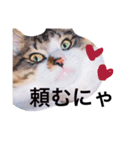 愉快なにゃんこぷー＆てぃむ（個別スタンプ：22）