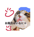 愉快なにゃんこぷー＆てぃむ（個別スタンプ：24）