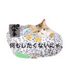 愉快なにゃんこぷー＆てぃむ（個別スタンプ：27）