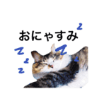 愉快なにゃんこぷー＆てぃむ（個別スタンプ：30）