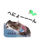 愉快なにゃんこぷー＆てぃむ（個別スタンプ：33）