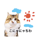 愉快なにゃんこぷー＆てぃむ（個別スタンプ：37）