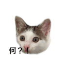 フネさんスタンプ（個別スタンプ：6）