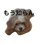 らぼさん（個別スタンプ：5）