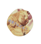 猫ちゃん♡（個別スタンプ：1）