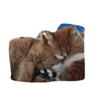 猫ちゃん♡（個別スタンプ：3）