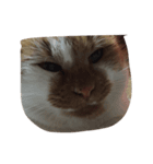 猫ちゃん♡（個別スタンプ：6）