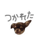 チョコタンスムースチワワのチョビとチャイ（個別スタンプ：4）