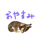 チョコタンスムースチワワのチョビとチャイ（個別スタンプ：6）
