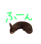 チョコタンスムースチワワのチョビとチャイ（個別スタンプ：8）