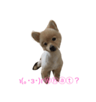 可愛いわが家のポメラニアン（個別スタンプ：5）