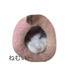 ハムスター パールホワイト（個別スタンプ：1）