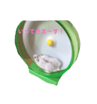 ハムスター パールホワイト（個別スタンプ：5）