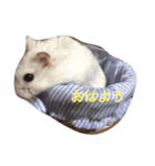 ハムスター パールホワイト（個別スタンプ：6）