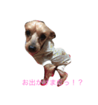 4わんズのハッピーライフ（個別スタンプ：3）