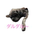 4わんズのハッピーライフ（個別スタンプ：5）